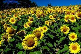 Ada banyak manfaat matahari, tidak hanya bagi manusia, tapi bagi alam dan makhluk hidup lain manfaat matahari bagi manusia di antaranya sebagai sumber energi listrik, sumber penerangan serta manfaat lain di bidang kesehatan. Mengapa Bunga Matahari Selalu Mengikuti Arah Sinar Matahari Yudhi Pri