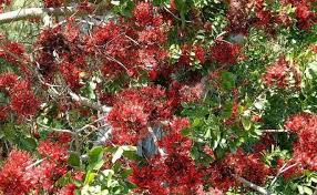 Image result for Schotia brachypetala