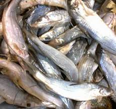 Pin On Bengali Fresh Fish