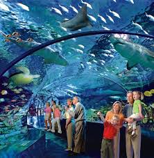 Ripley S Aquarium Myrtle Beach Sc Myrtle Beach Trip Myrtle Beach Vacation Ripley Aquarium