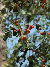 Image result for Ziziphus mauritiana