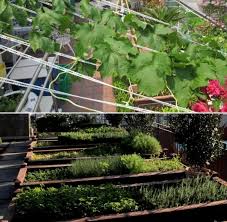 After a long time, i'm back with diy idea for a rooftop garden makeover. Rooftop Vegetable Gardening Design Layout In India Gardening Tips