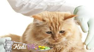 Kediye Ilac Nasil Icirilir Kedi Blog