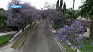 Maybe you would like to learn more about one of these? Jacaranda Trees Blooming In Southern California Abc7 Los Angeles