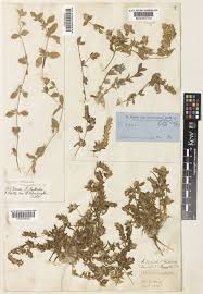 Image result for Nelsonia