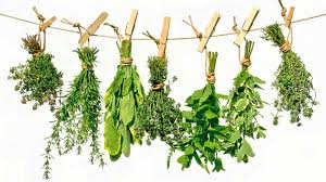 5 Plantas Medicinales Para La Diabetes