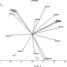 Image result for Acacia tenuispina