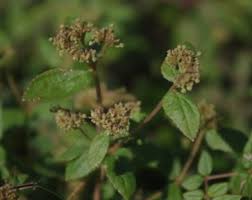 Image result for Euphorbia ophthalmica