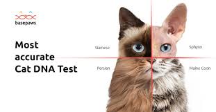 Consequently, genetic testing is gaining recognition for the many advantages it has to offer in the prevention. The World S First Ever Cat Dna Test Is Coming To Ces 2019