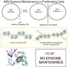 O katalyserer addition af nye nukleotider til den nysyntetiserede streng. Cell Cycle Dependent Ebna1 Dna Crosslinking Promotes Replication Termination At Orip And Viral Episome Maintenance Sciencedirect