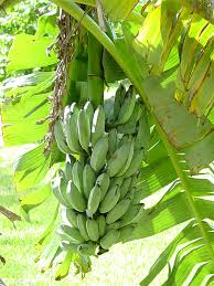 Image result for Musa acuminata