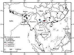 Image result for Neoschumannia cardinea