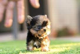 We did not find results for: Where To Find Teacup Yorkie Puppies For Sale Up To 400 Teacup Yorkie Puppy Adoption Terremaroc Com