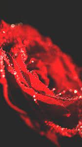 10 Pretty Red Wallpapers For Your Red Iphone Xr Preppy Wallpapers New Wallpaper Iphone Wallpaper Iphone Roses Red Wallpaper