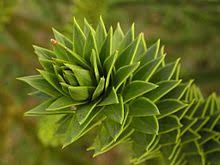 Der auch als chilenische tanne bezeichnete baum hat seltenheitswert und kann durchaus mehrere jahrzehnte alt werden. Chilenische Araukarie Wikipedia