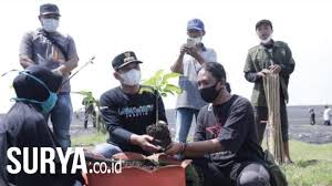 Tidak usah bingung mencari wisata pantai di lumajang yang direkomendasikan untuk anda, karena kami akan mengulas secara singkat pantai yang ada di. Komunitas Pecinta Alam Lumajang Gelar Peringatan Hari Pohon Sedunia Di Pantai Watu Pecak Surya