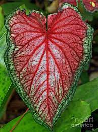 Bleeding Heart Caladium Photograph By Larry Nieland Plants Caladium Foliage Plants