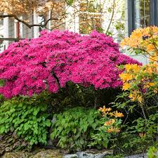 Image result for Azalea azaleas