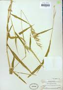 Image result for Eriochloa fatmensis