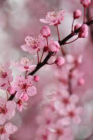 Pin By Ambarstone On Flowers Sakura Cherry Blossom Sakura Flower Cherry Blossom Tree