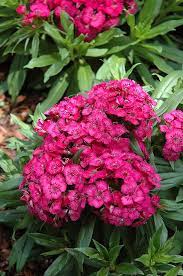 Barbarini Rose Sweet William Dianthus Barbatus Barbarini Rose And How To Take Care Of It In My Landscape Dianthus Barbatus Plants Sweet William