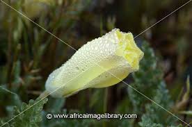 Image result for Grielum