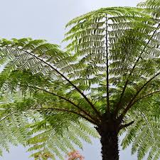 Image result for Cyathea