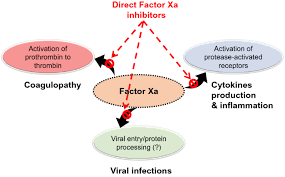 Dosing, uses, side effects, interactions, patient handouts, pricing and more from medscape reference. Potential Therapeutic Roles For Direct Factor Xa Inhibitors In Coronavirus Infections Springerlink