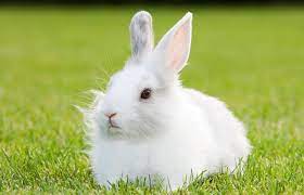 70 White Bunny Names From Sweet To Creative Lovetoknow