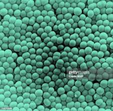 Image result for Neisseriaceae