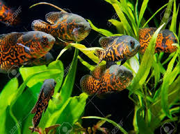 Ikan batak adalah ikan khas yang menjadi kebanggaan suku batak. Cara Mudah Budidaya Ikan Oscar Untuk Pemula