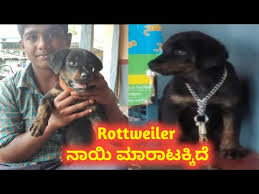 Get a boxer, husky, german shepherd, pug, and more on kijiji, canada's #1 local looking to adopt a corgi puppy in edmonton alberta, to be my best friend and help me past my depression. Rottweiler Puppy For Sale 7204445414 In Karnataka In Kannada In Bangalore Near By We Like Dogs