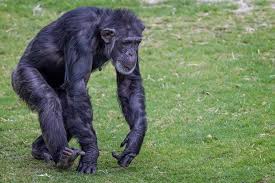 10 Fun Facts about Chimpanzees ...