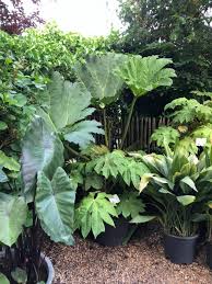 Once the cold period is completed, place the container at room temperature for them to germinate. Tuingoed Foltz Fraai Blad Van Colocasia Fontanessii Black Stem Gunnera Manicata Tetrapanax Papyrifer Rex En Aspidistra Elatior Asahi Facebook