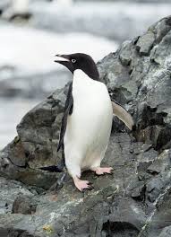 Earlier estimates of swimming speeds were taken from observations of penguins swimming alongside moving ships, a method that proved to be unreliable. Adelie Penguin Wikipedia