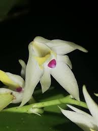 Image result for Polystachya fallax