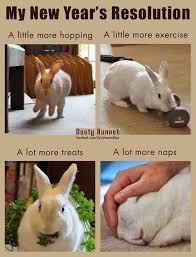 Bunny New Year S Resolutions Pet Bunny Pet Rabbit Cute Bunny