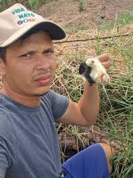 Como Pegar Tatu com Água: Armadilhas e Técnicas