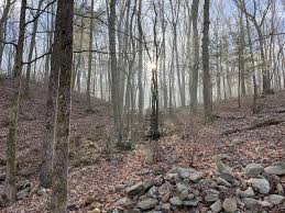 The world leader in forest therapy guide training. Forest Therapy Walks Brandon Sutton S Personal Journey