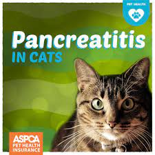Pancreatitis In Cats Cat Care Cats Pet Health Insurance