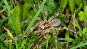 Zoropsis spinimana spiders have been sighted 48 times by contributing members. Spinnentiere Keine Angst Vor Der Krauseljagd Spinne Wissen Stuttgarter Nachrichten