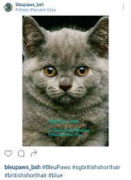 Bleupaws British Shorthair Singapore British Shorthair