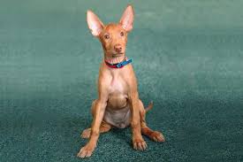 Want to buy a puppy? Pharaoh Hound Dog Breed Information