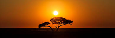 Image result for Acacia nebrownii