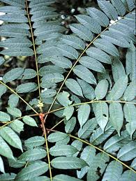 Image result for Cedrela