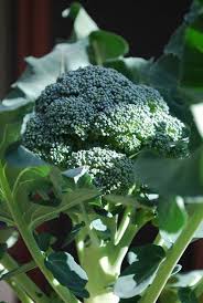 How To Grow Broccoli In Containers Veg Garden Fruit Garden Growing Broccoli