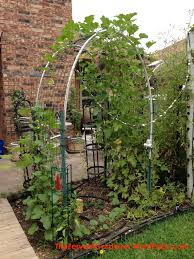 Maybe you would like to learn more about one of these? Grow Cantaloupe Vertically And Get A Lot Of Tasty Fruit From A Small Footprint Growing Cantaloupe Growing Cantaloupe Vertically Growing Melons Vertically