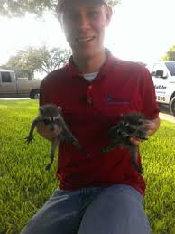 Bulwark exterminating, anytime pest elimination/products, llc, the bug man, bugs or us termite and pest control, llc, stampede pest control, inc. Affordable Termite And Pest Control 1304 N 42nd St Killeen Tx Pest Control Mapquest