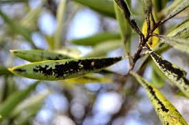 Image result for sooty mould