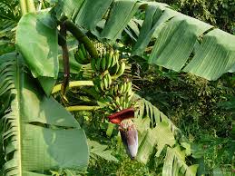 Image result for Musa paradisiaca